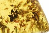 Polished Colombian Copal ( g) - Contains Several Insects! #281322-1